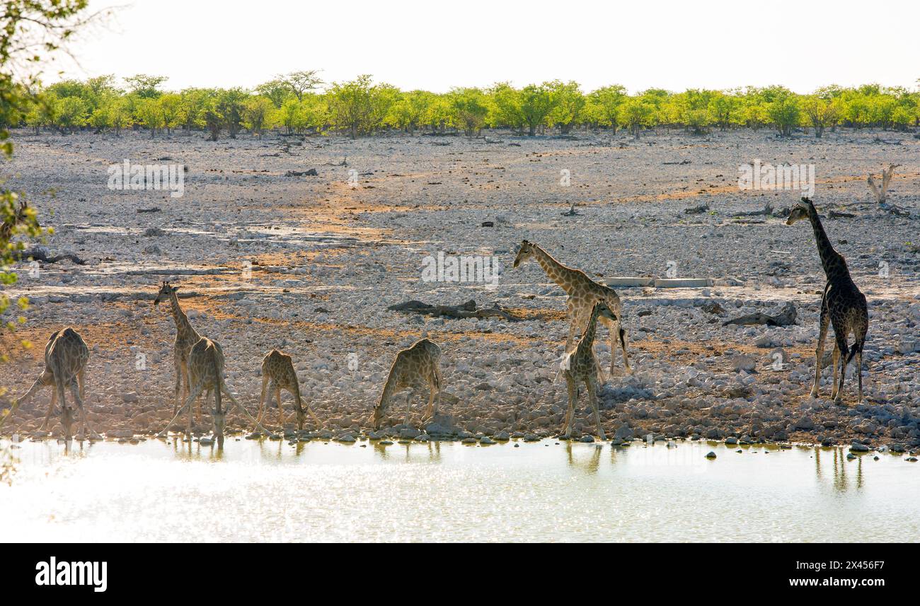 Un grand troupeau de 8 girafe prenant un verre à un point d'eau, soms ont là les jambes pliées et la tête baissée tout en buvant. Banque D'Images