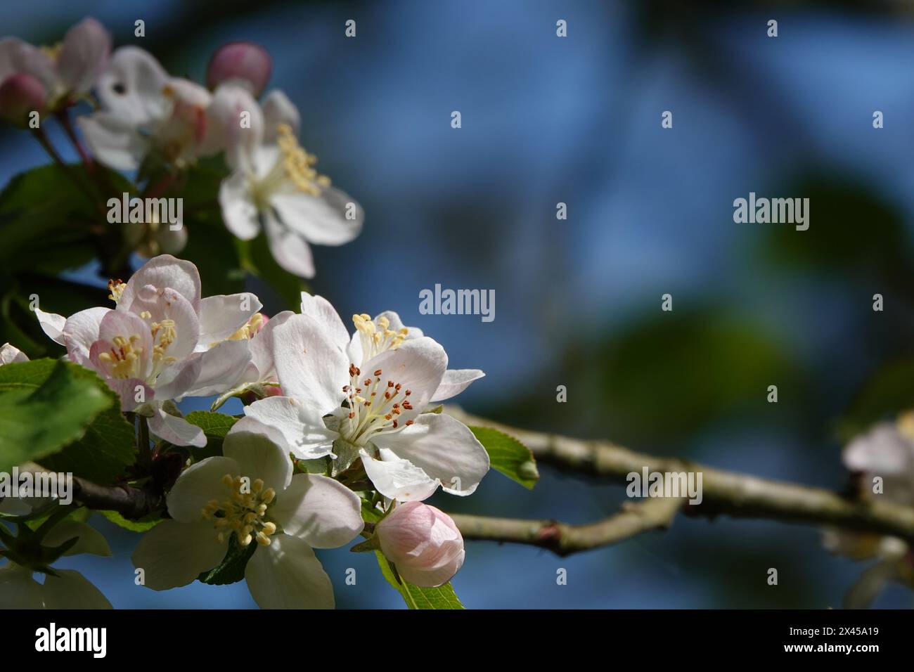 Printemps Royaume-Uni, floraison de crabe pomme Banque D'Images