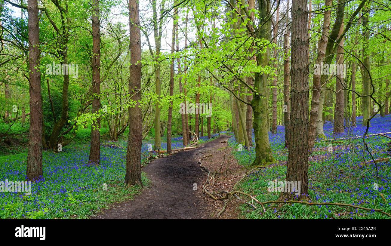 Chemin à travers les bluebells à Hitch Wood Banque D'Images
