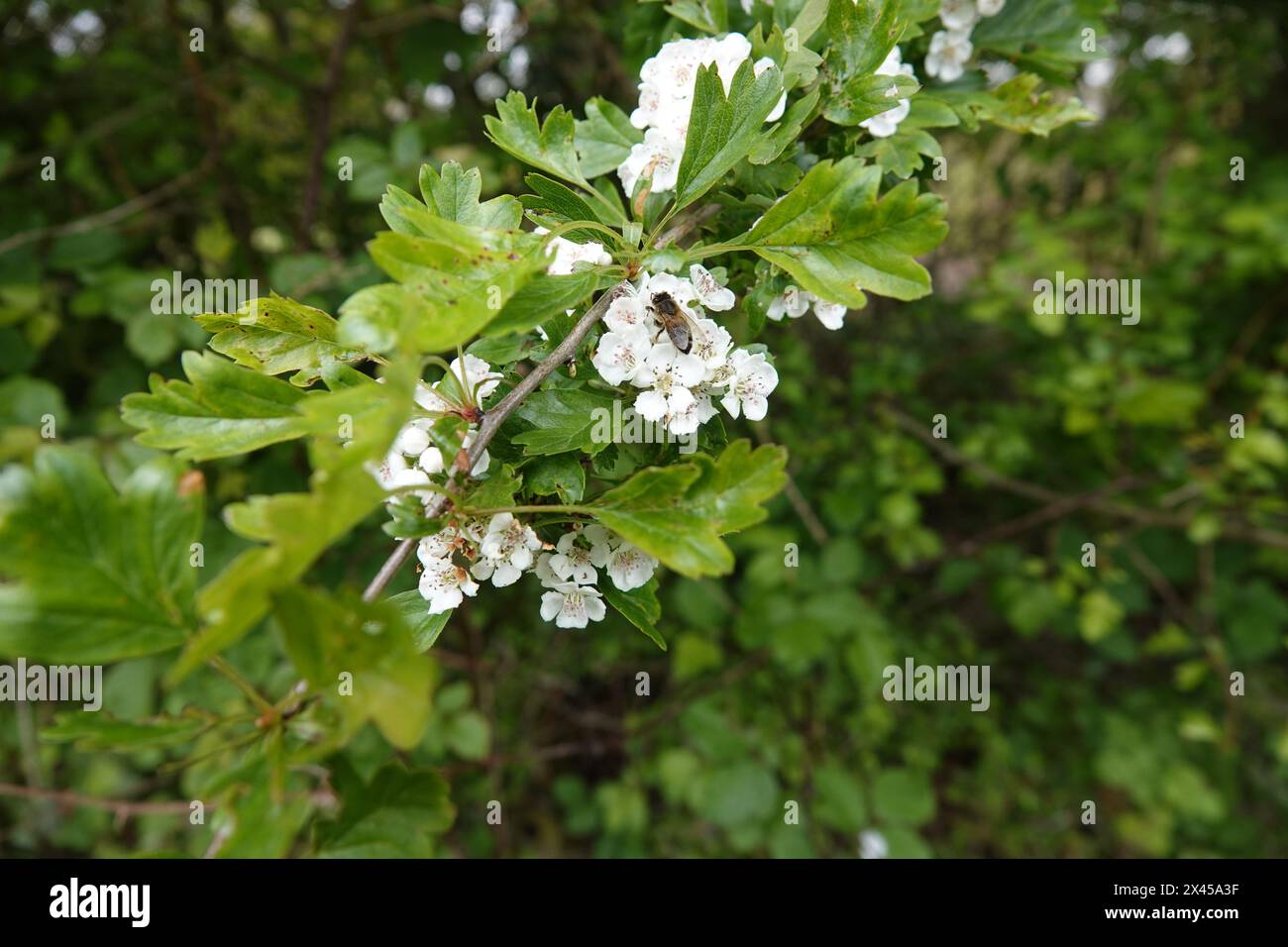 Spring UK, Bee on Hawthorn Blossom Banque D'Images
