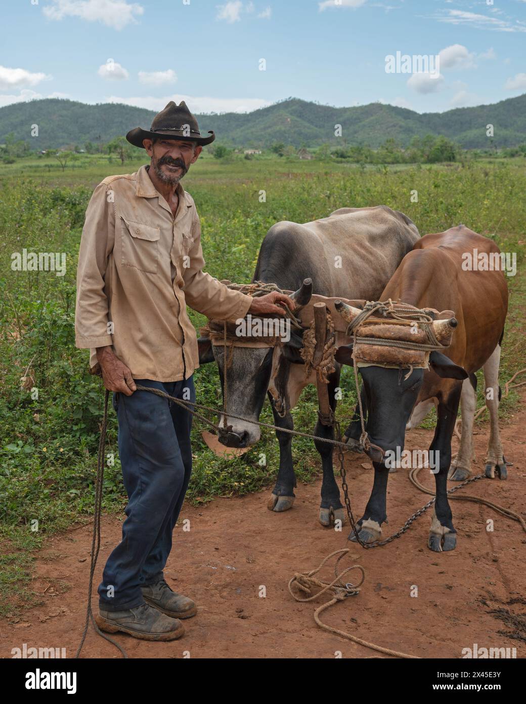 Un cultivateur de tabac se tenait avec une paire de bœufs dans un harnais devant sa maison avec une toile de fond du paysage karstique, près de Vinales, Cuba Banque D'Images