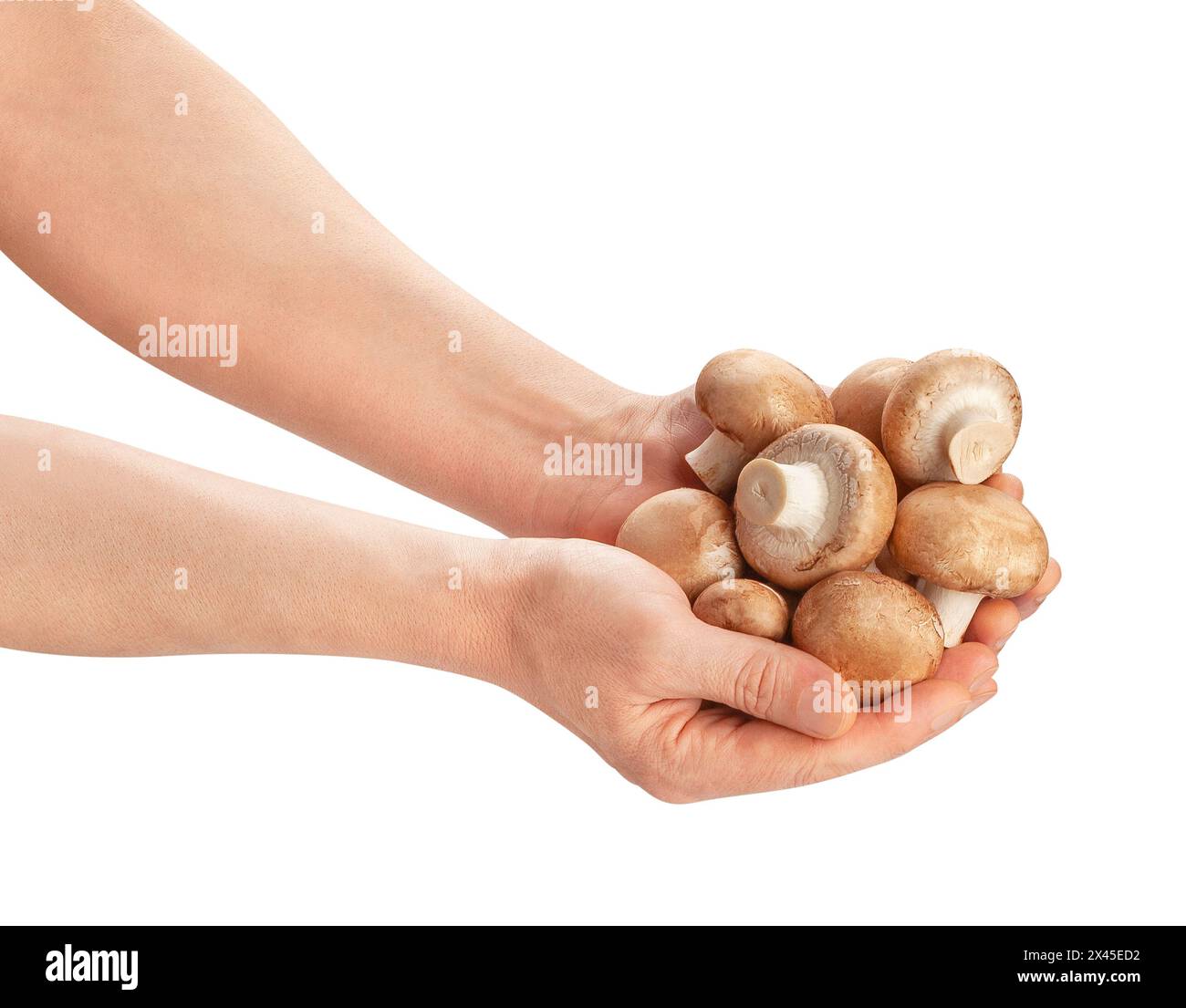 champignon brun dans le chemin de la main isolé sur blanc Banque D'Images