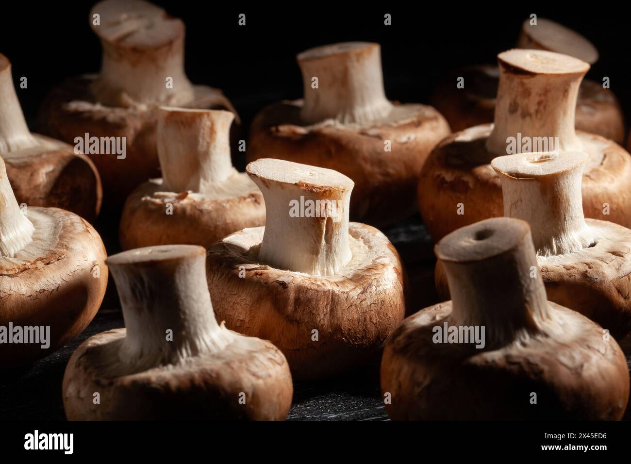 champignon brun sur fond de bois noir Banque D'Images