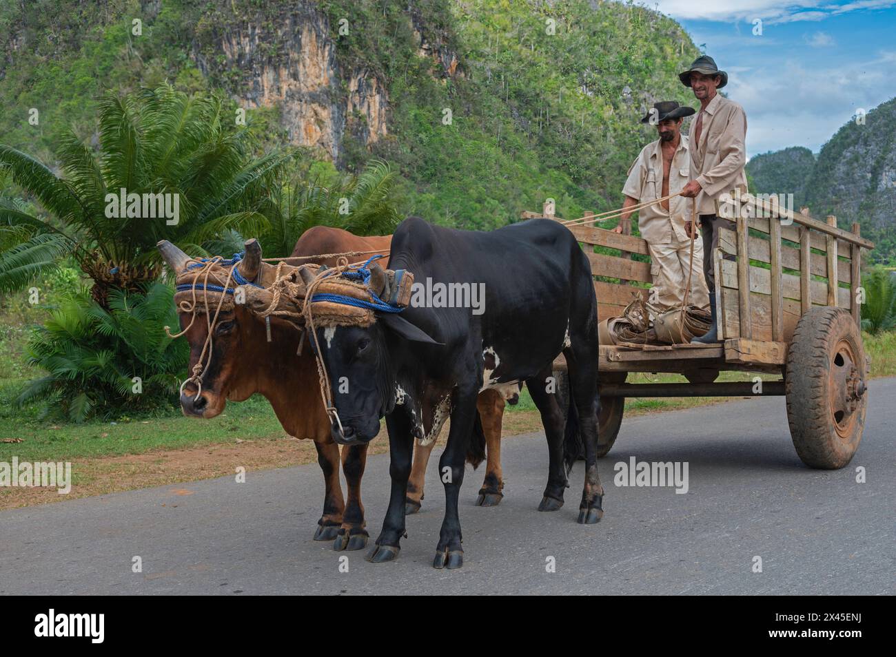 Une paire de bœufs tirant une charrette et deux fermiers le long de la route avec une toile de fond du paysage karstique, près de Vinales, Cuba Banque D'Images