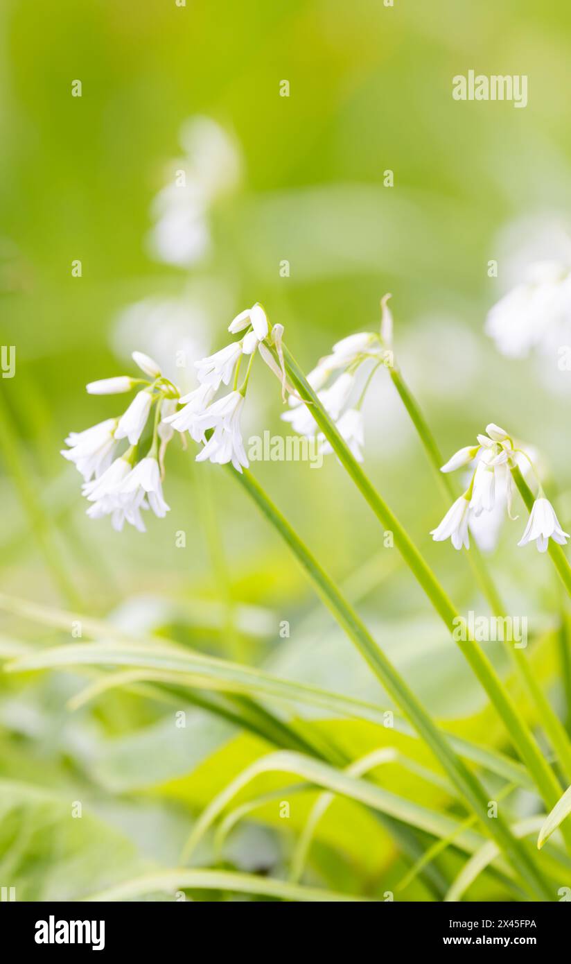 Poireaux ou ail à trois coins 'Allium triquetrum' poussant à l'état sauvage. Plante comestible avec des fleurs en forme de cloche blanche fleurissant au printemps. Dublin, Irlande Banque D'Images