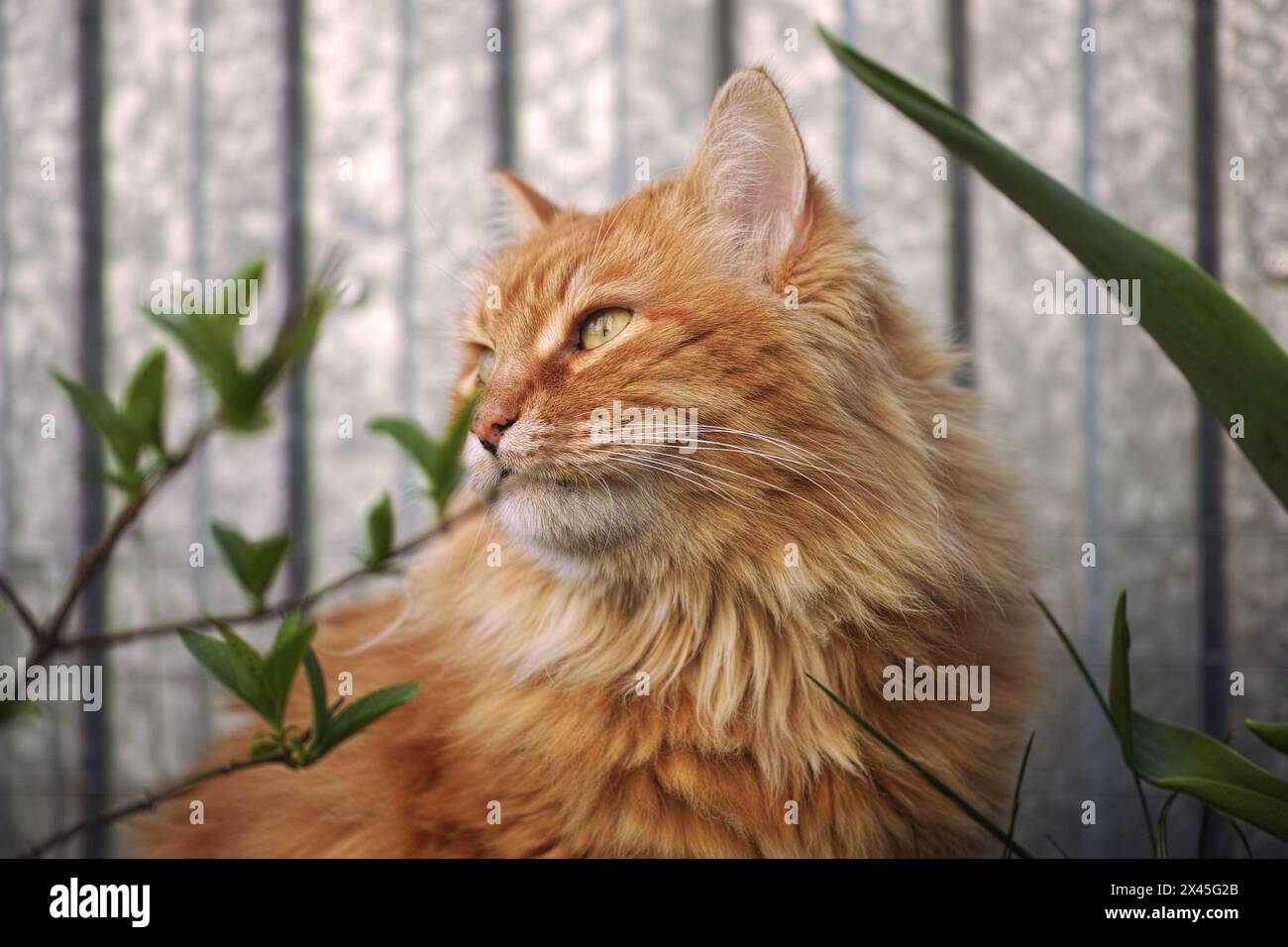 Un portrait d'un chat au gingembre en regardant au loin. Gros plan. Banque D'Images