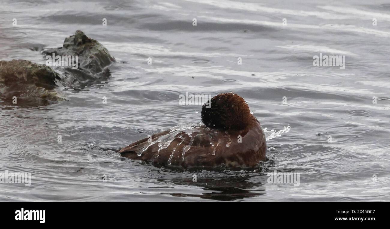 Oxford Island nature Reserve, Lough Neagh, County Armagh, Irlande du Nord, Royaume-Uni. 30 avril 2024. Météo britannique - une autre journée grise avec de longues vagues de pluie légère met fin au mois. Un pochard femelle ayant un plongeon sur th lough. Crédit : CAZIMB/Alamy Live News. Banque D'Images