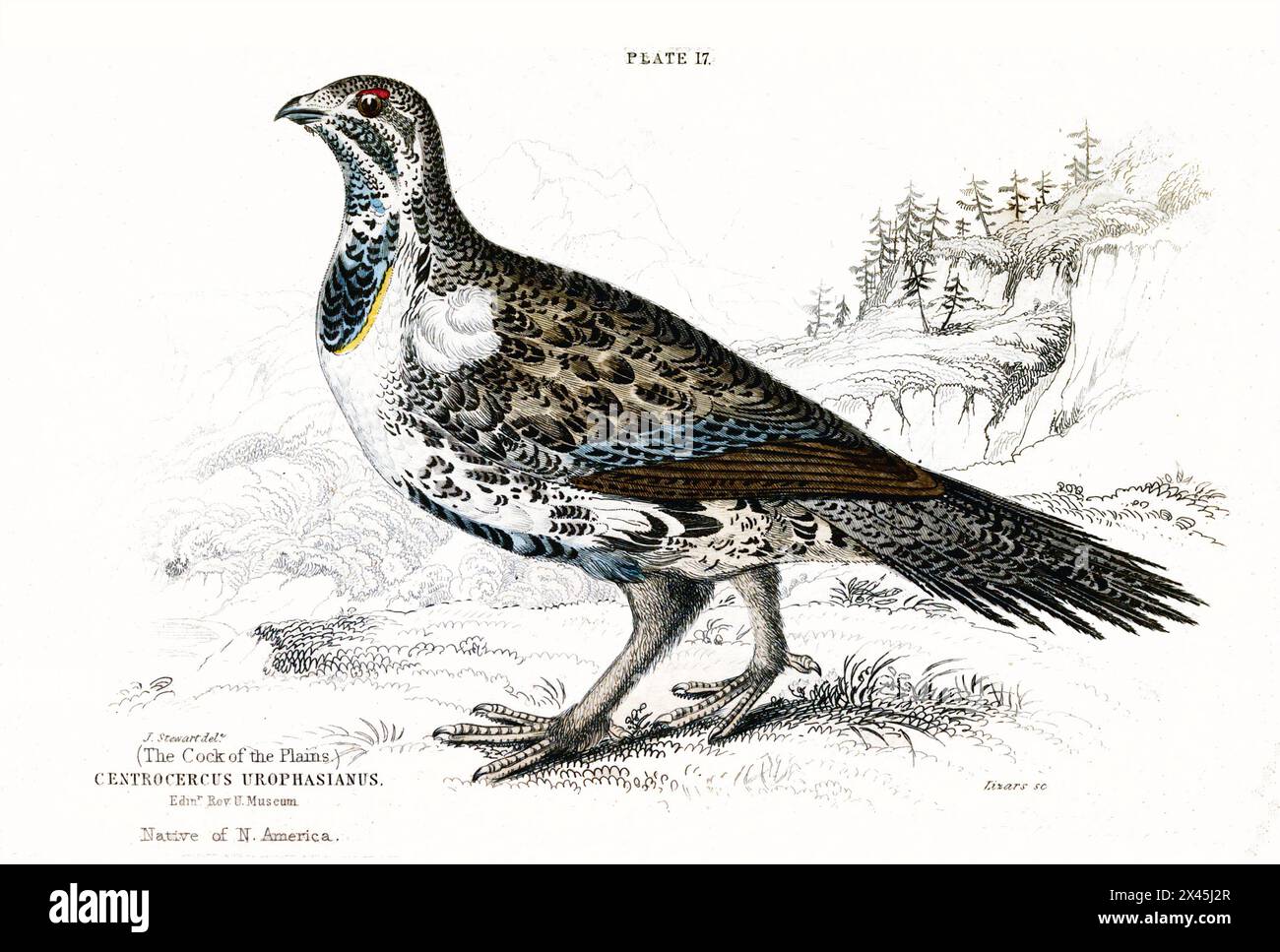 Illustrations vintage de gamebirds Banque D'Images