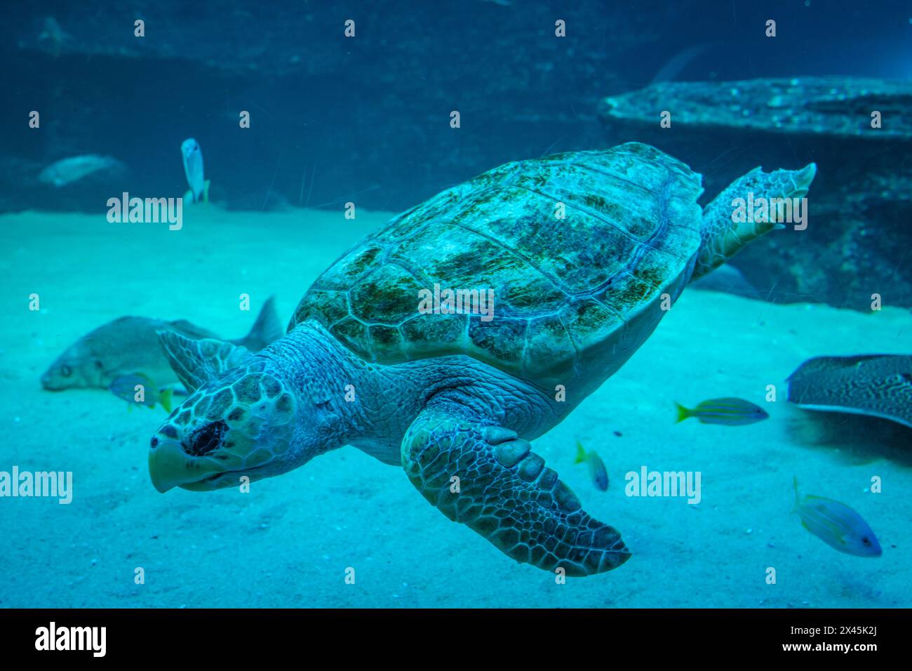 Turtle swimming underwater Banque D'Images