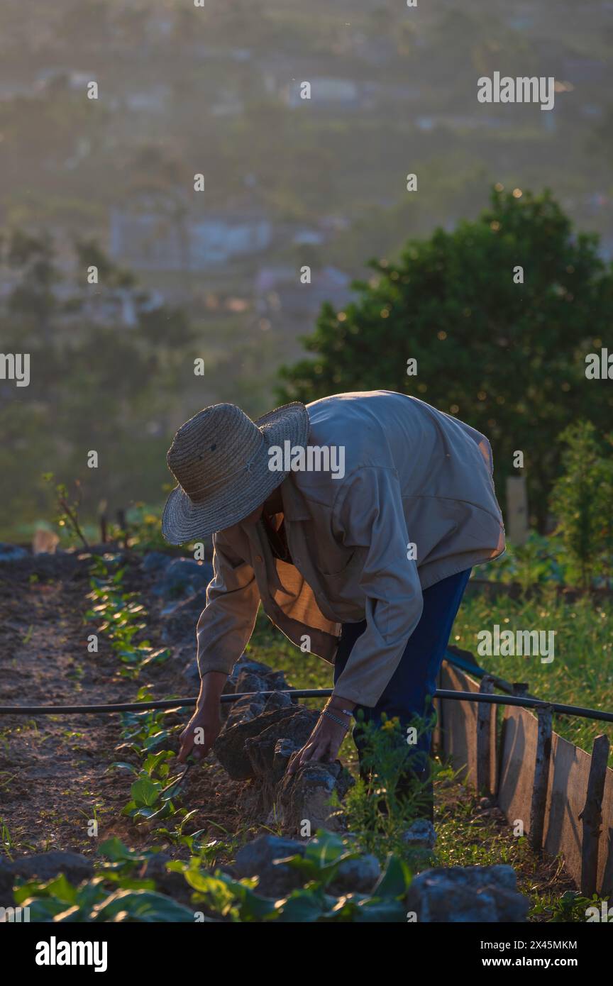 Un jeune ouvrier agricole désherbant les lits de légumes au coucher du soleil à l'extérieur du restaurant Rachels près de Vinales, Cuba Banque D'Images