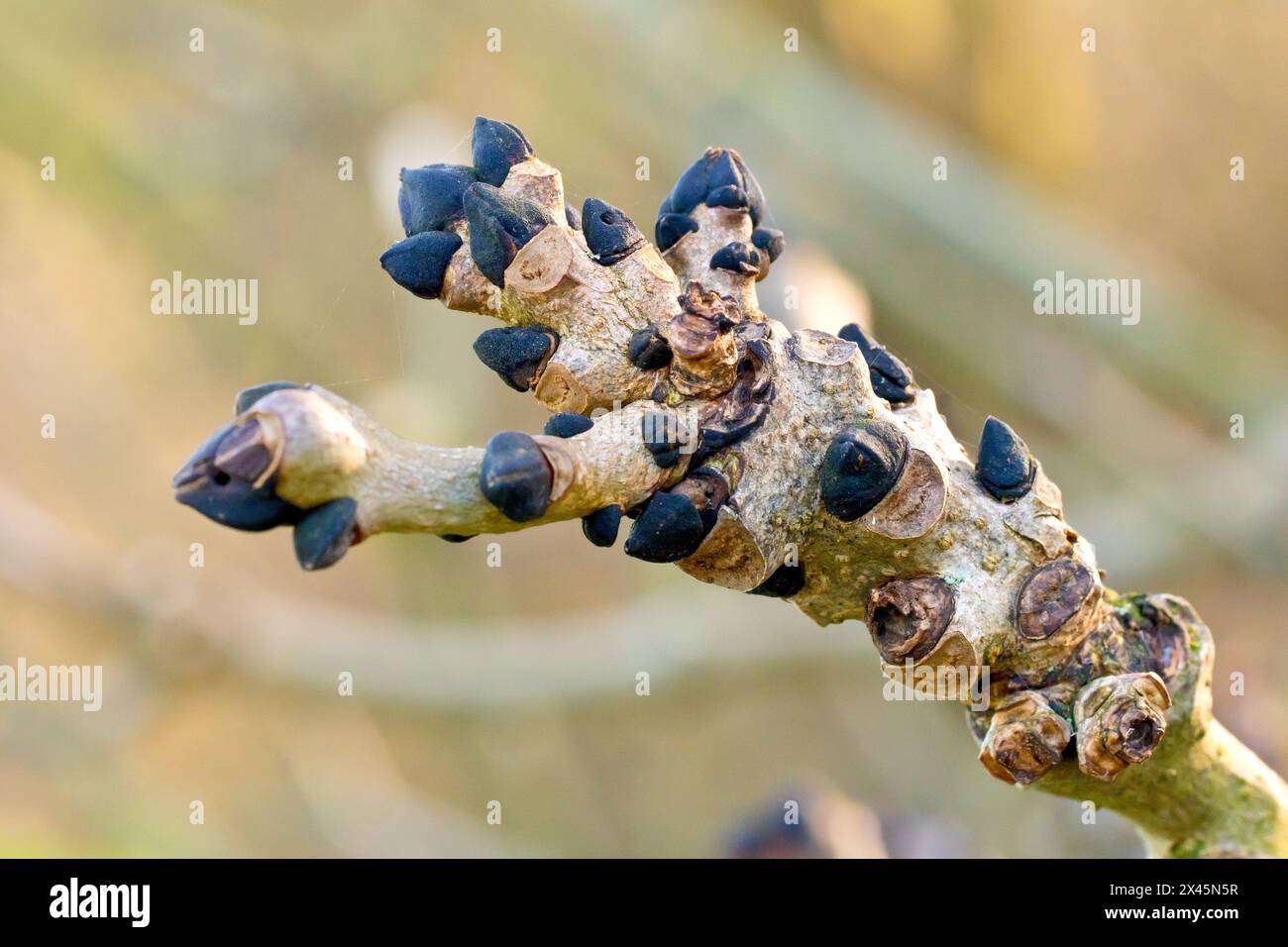 Frêne (fraxinus excelsior), gros plan des bourgeons de feuilles noires de l'arbre commun. Banque D'Images