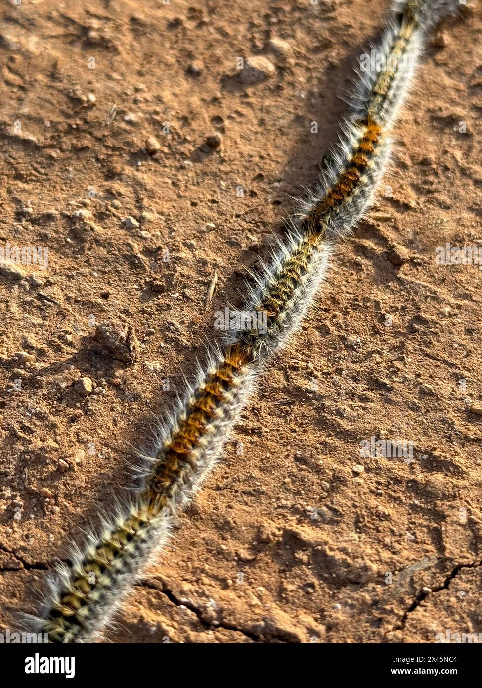 Thaumetopoea pityocampa, une espèce de lépidoptère défoliant, est une chenille aux poils piquants qui vit sur les pins Banque D'Images