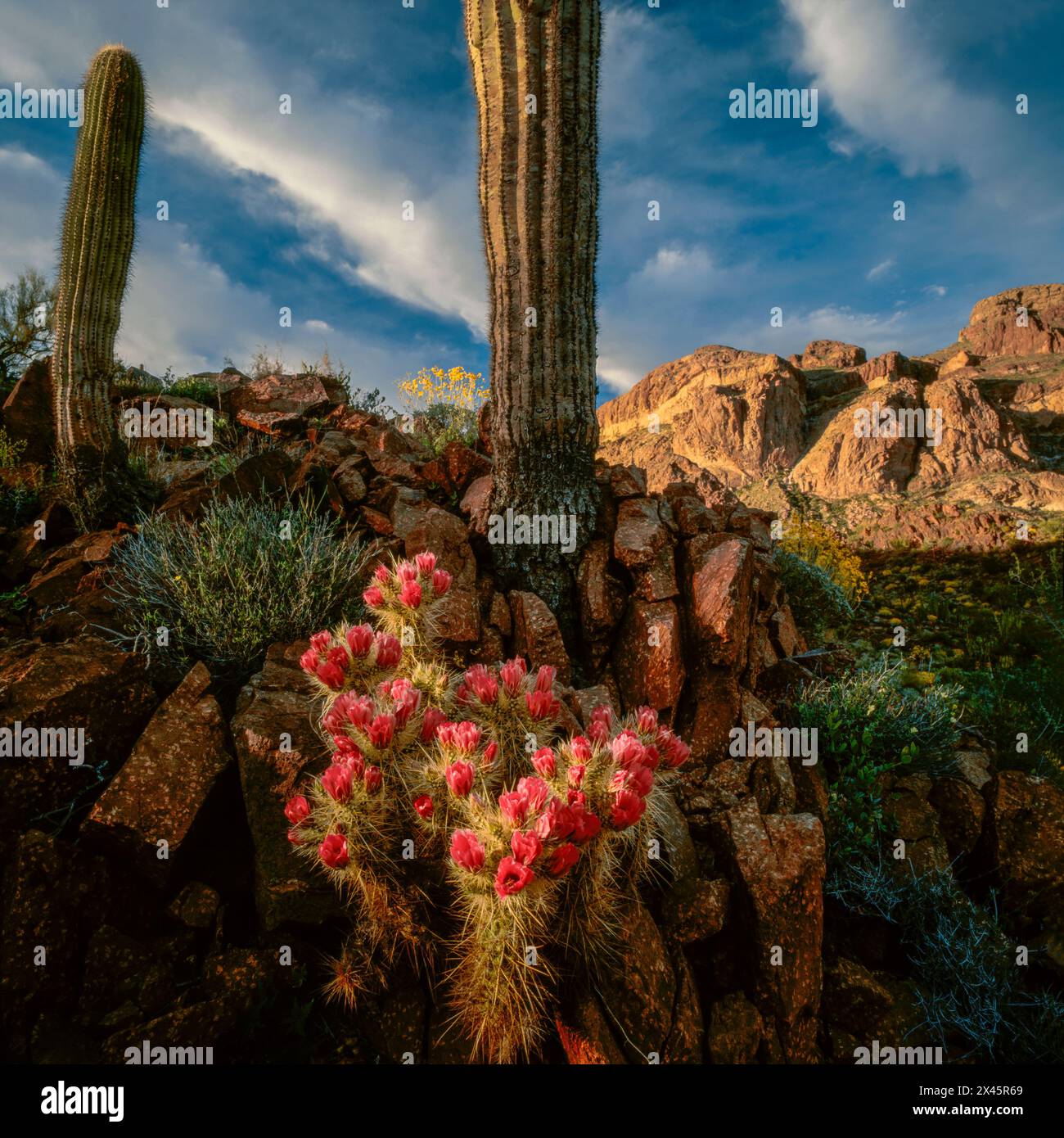 Hérissons, Ajo Mountain, Organ Pipe Cactus National Monument, Arizona Banque D'Images