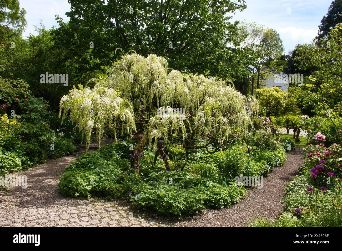 Wisteria tree à un jour de printemps dans les jardins Hermannshof à Weinheim, Allemagne. Banque D'Images