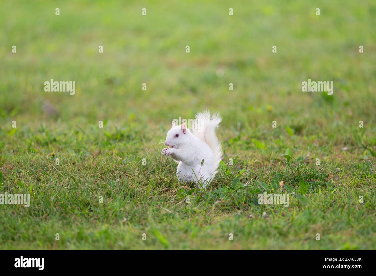 Un écureuil gris albinos de l'est dans l'herbe verte dans le parc de la ville à Olney, Illinois. La ville est connue pour sa population d'écureuils blancs. Banque D'Images