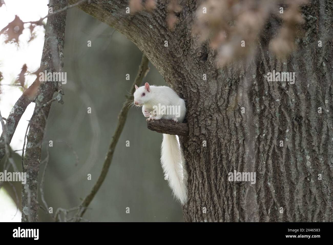 Un écureuil gris albinos de l'est assis dans une petite branche dans un arbre dans le parc de la ville à Olney, Illinois, une ville qui est connue pour sa population de whi Banque D'Images