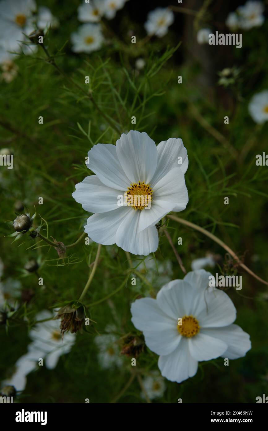 Des buissons de fleurs blanches ont été trouvés dans le jardin au milieu de l'automne. Ils sont toujours en vie même s’il fait déjà froid. Banque D'Images