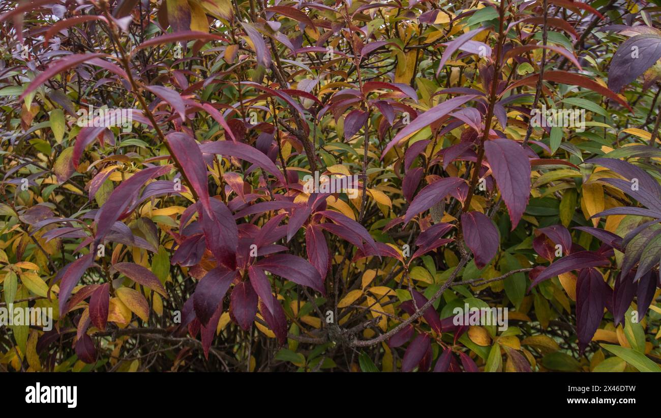 Une épaisse parcelle de feuillage passe des verts d'été aux teintes d'automne, illustrant la riche tapisserie dynamique de couleurs dans un env botanique tempéré Banque D'Images