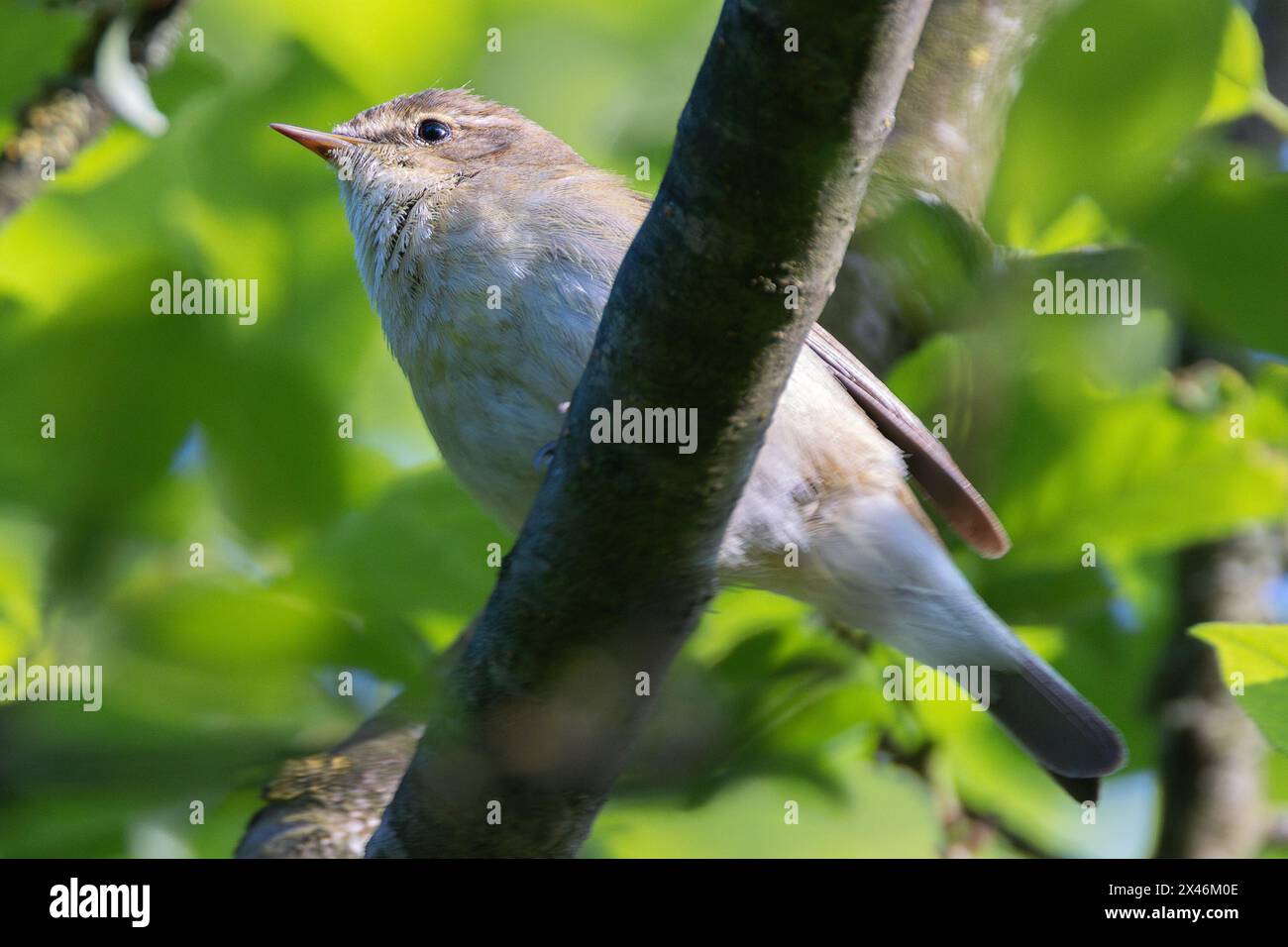 Gros plan sur le chiffchaff commun mâle (Phylloscopus collybita) Banque D'Images