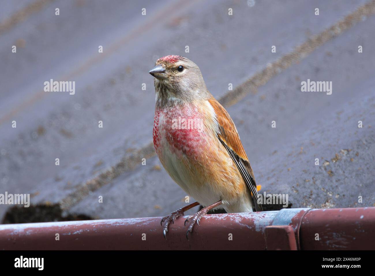 Linnet commun en zone urbaine, oiseau au sommet d'une maison (Linaria cannabina) Banque D'Images