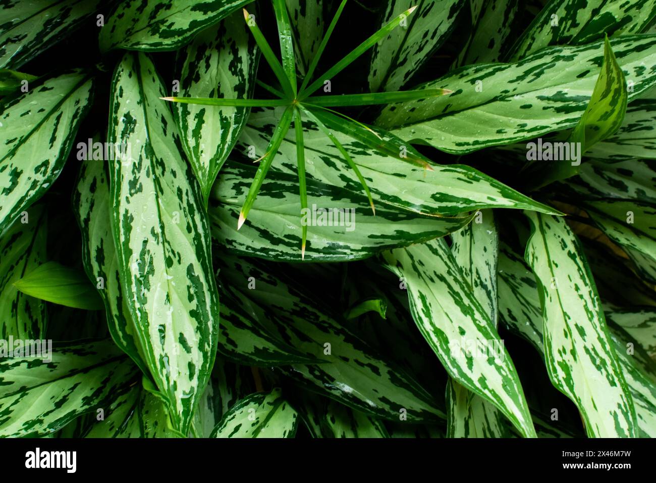 Plante Aglaonema avec ses feuilles complètement vertes ou panachées. Plantes et fleurs. Flore préservée Banque D'Images