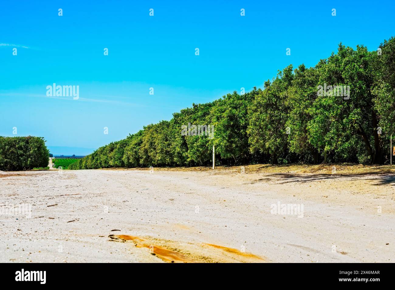 Orange Groves Banque D'Images
