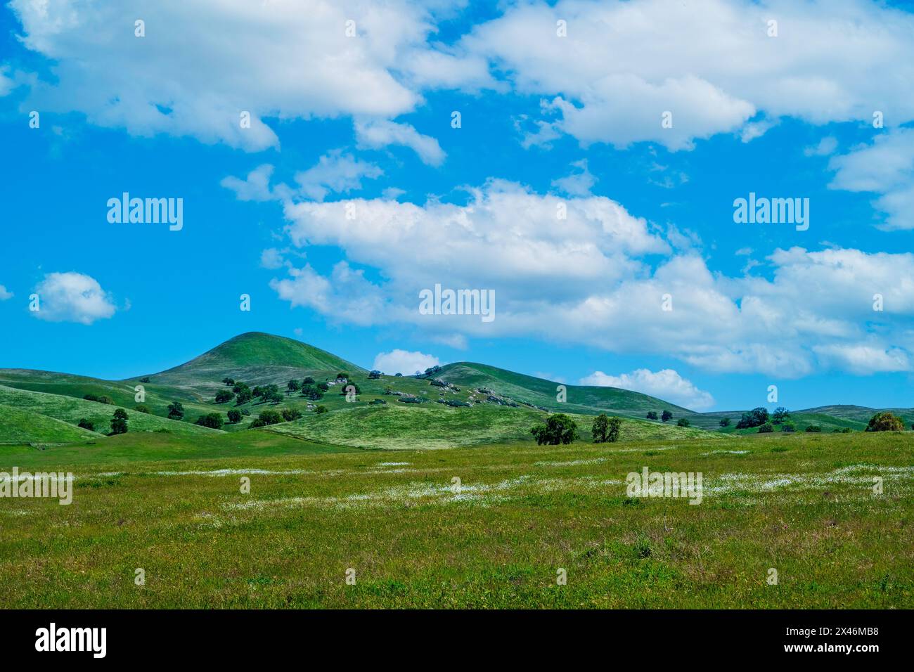 Prairies sauvages avec des collines verdoyantes sous un ciel bleu avec des nuages blancs et pelucheux. Banque D'Images