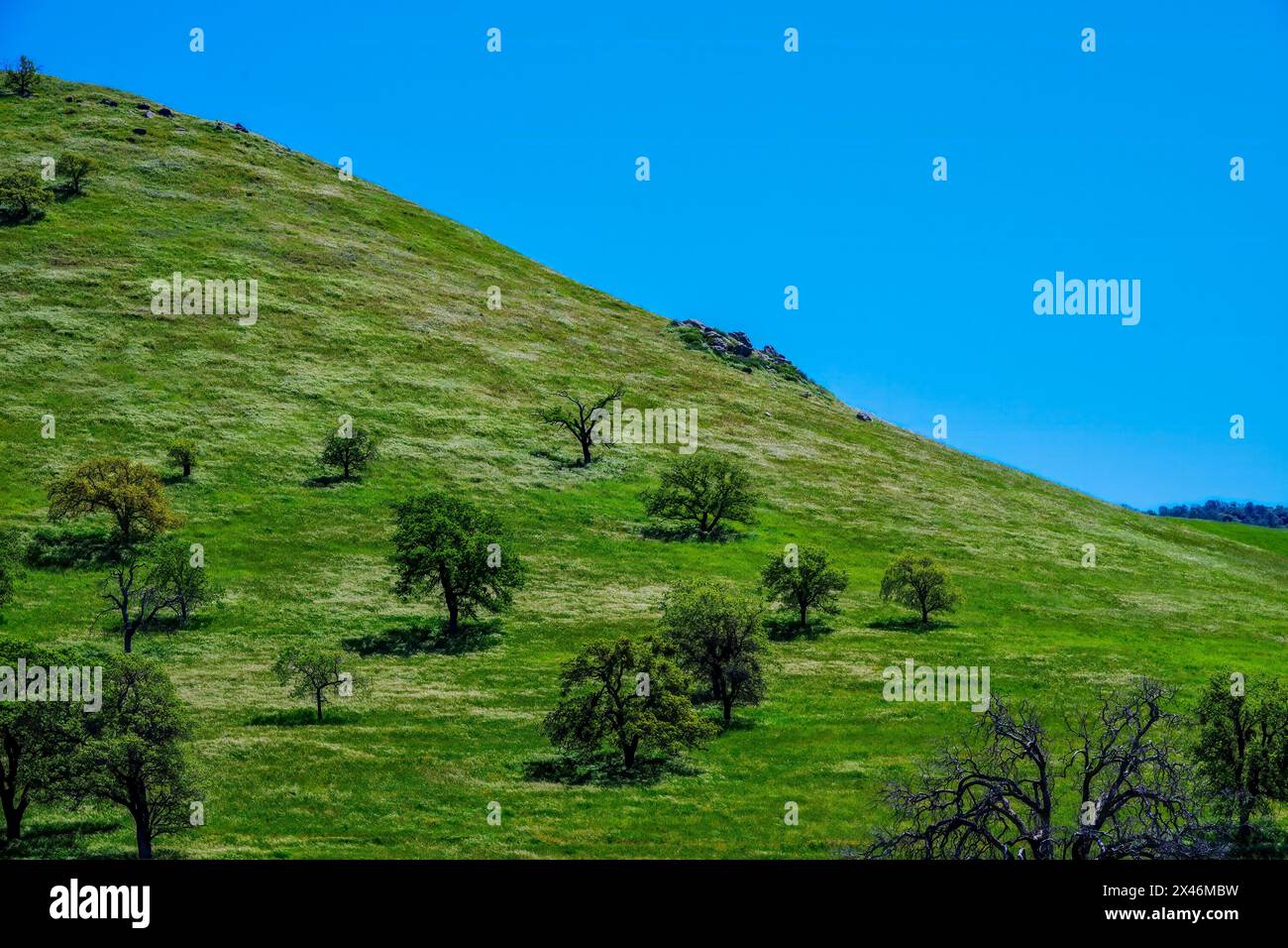 Colline vert vif avec des arbres verts sous un ciel bleu vif Banque D'Images