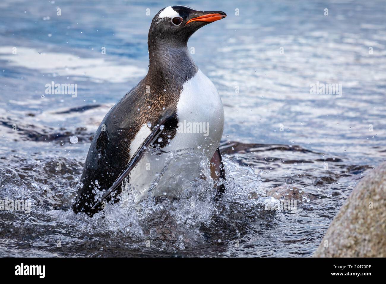 Un pingouin qui sort de l'eau en Antarctique Banque D'Images