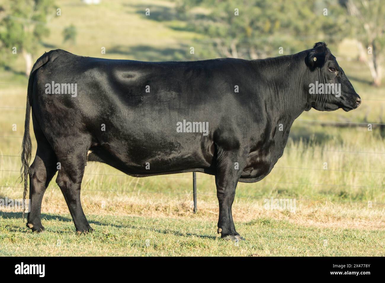 black angus stud vache dans le champ Banque D'Images