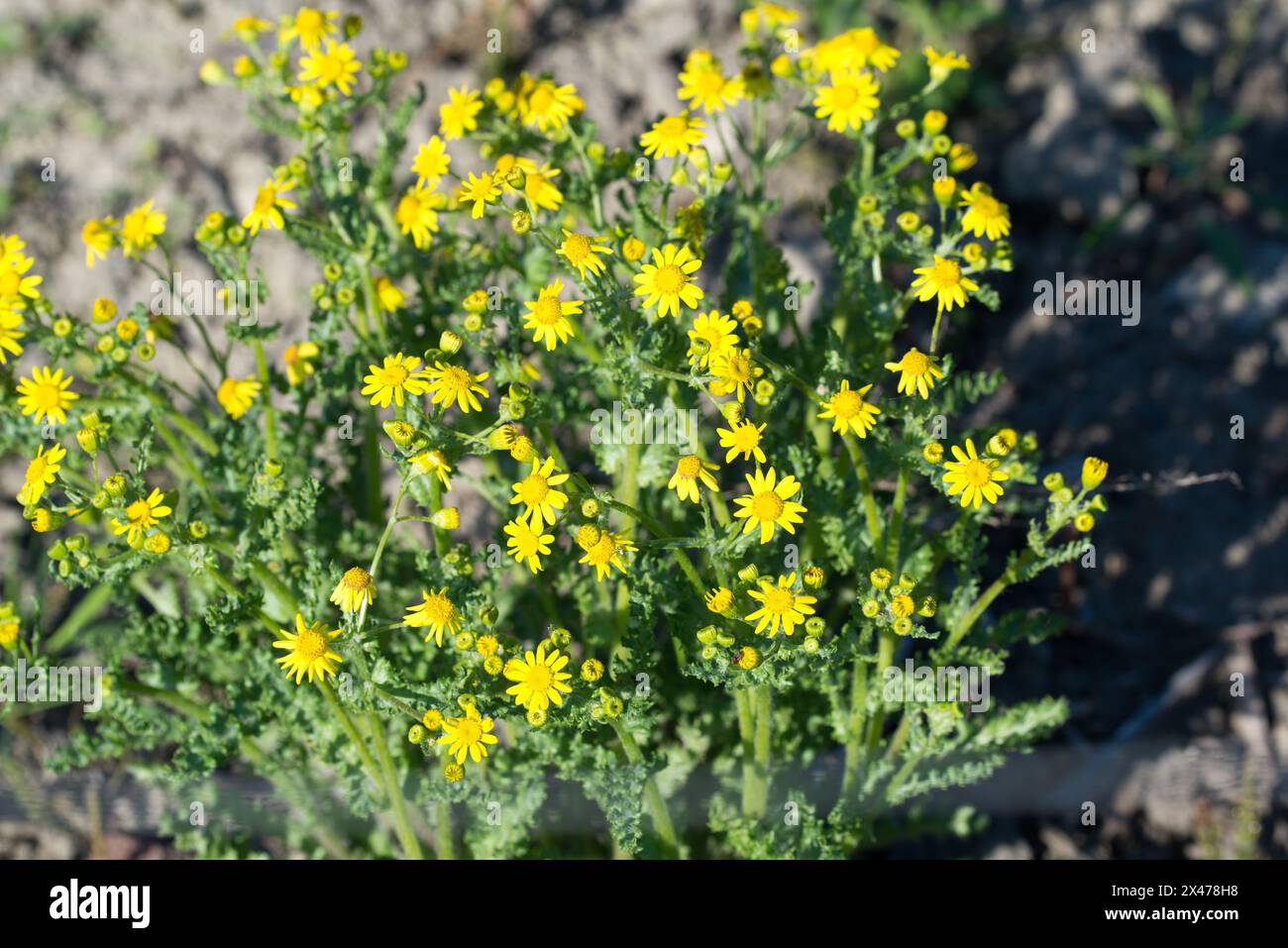 Jacobaea vulgaris, amuse commune fleurs jaune printemps gros plan sélectif Banque D'Images
