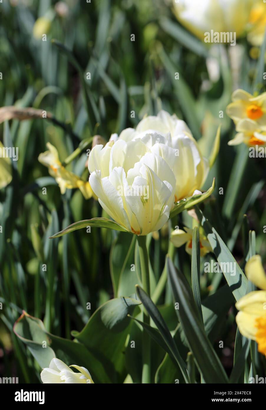Tulipe blanche. Belles fleurs de tulipes photographiées dans le jardin botanique de Gothenburg, Suède (SVE : Botaniska Trädgården Göteborg). Gros plan sur la nature. Banque D'Images