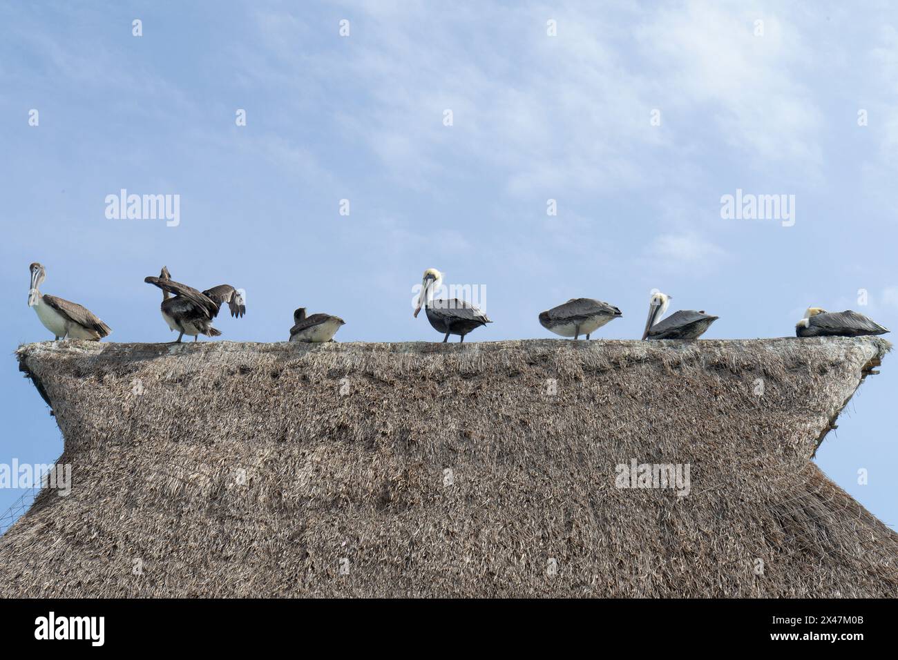 Groupe de pélicans reposent sur le toit de chaume d'un quai en bois s'étendant dans la mer des Caraïbes au Mexique ; ciel nuageux et ensoleillé en arrière-plan Banque D'Images