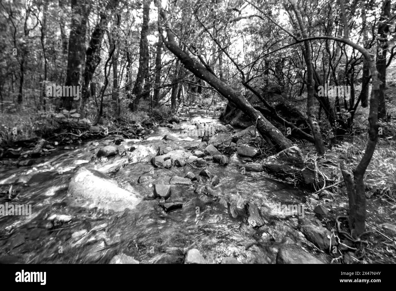 Ruisseau à débit rapide, coulant à travers une forêt montagneuse dans une gorge abritée dans les montagnes du Drakensberg en Afrique du Sud en noir et blanc Banque D'Images