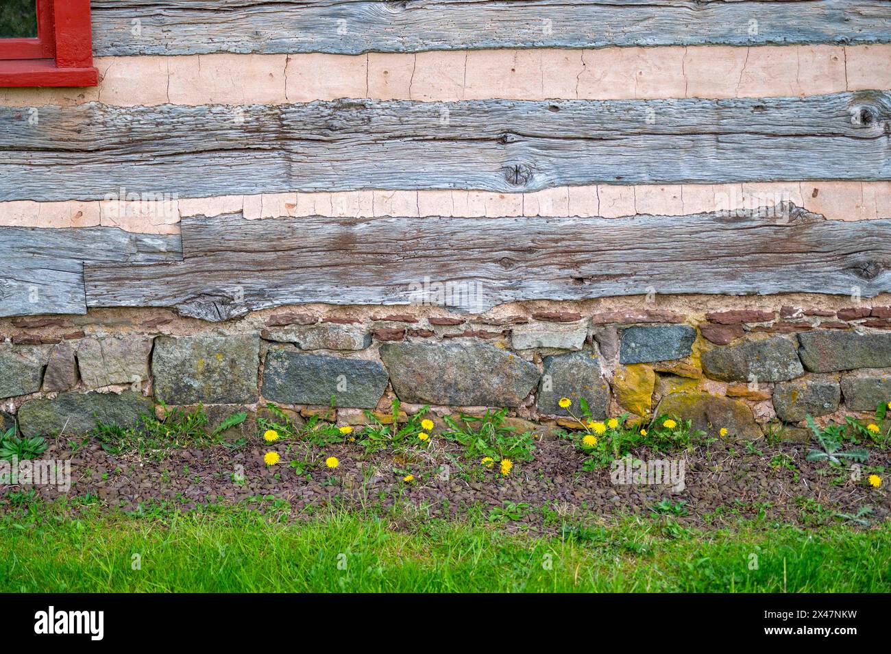 Pissenlits et herbe verte dans l'image pittoresque de l'extérieur de la cabane en rondins avec fondation en pierre et coin d'une fenêtre rouge. Pas de gens avec copie sapce. Banque D'Images