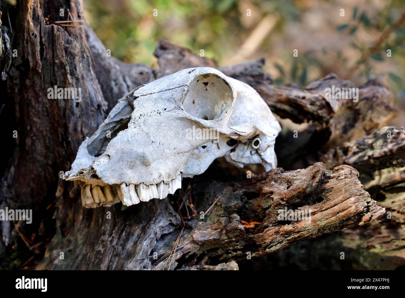 Crâne d'un animal couché dans la forêt sur une racine d'arbre, gros plan, concept de vie et de mort Banque D'Images