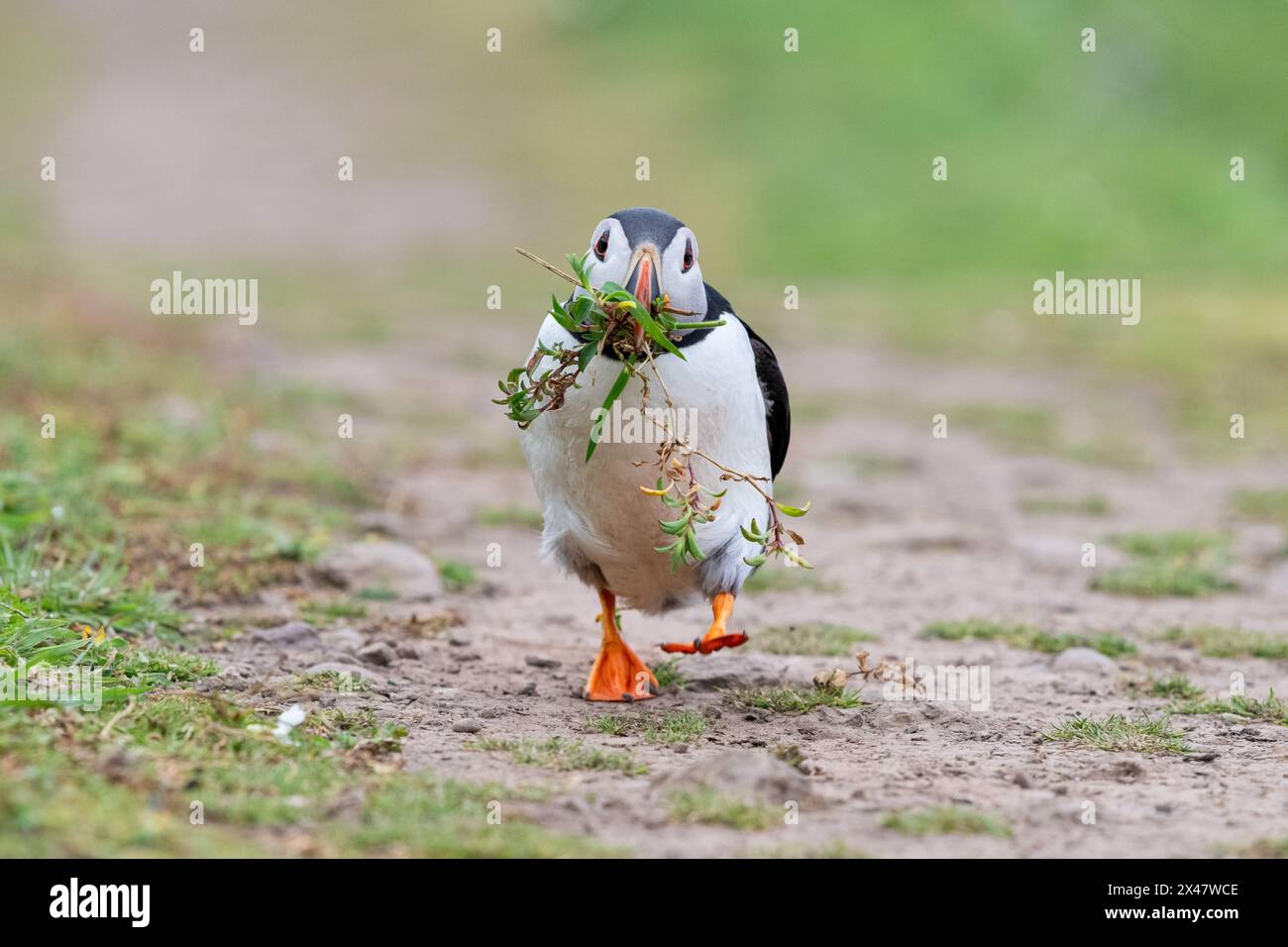 Macareux marchant sur un sentier pédestre avec bec plein de végétation à utiliser comme matériau de nidification à l'intérieur du terrier - Skomer, Pembrokeshire, pays de Galles Banque D'Images