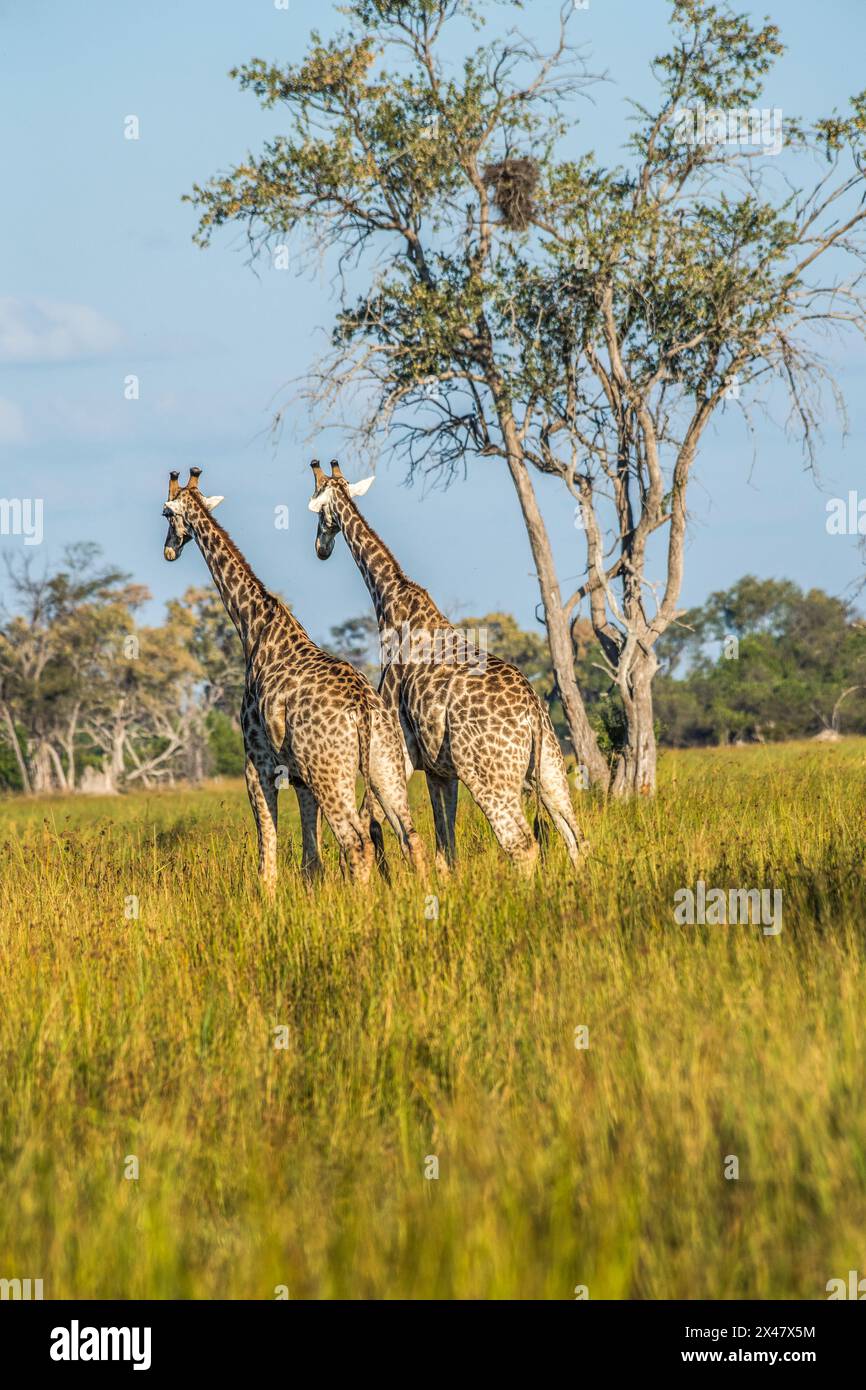 Afrique, Botswana, delta de l'Okavango. Deux girafes debout dans la savane du Botswana. Banque D'Images