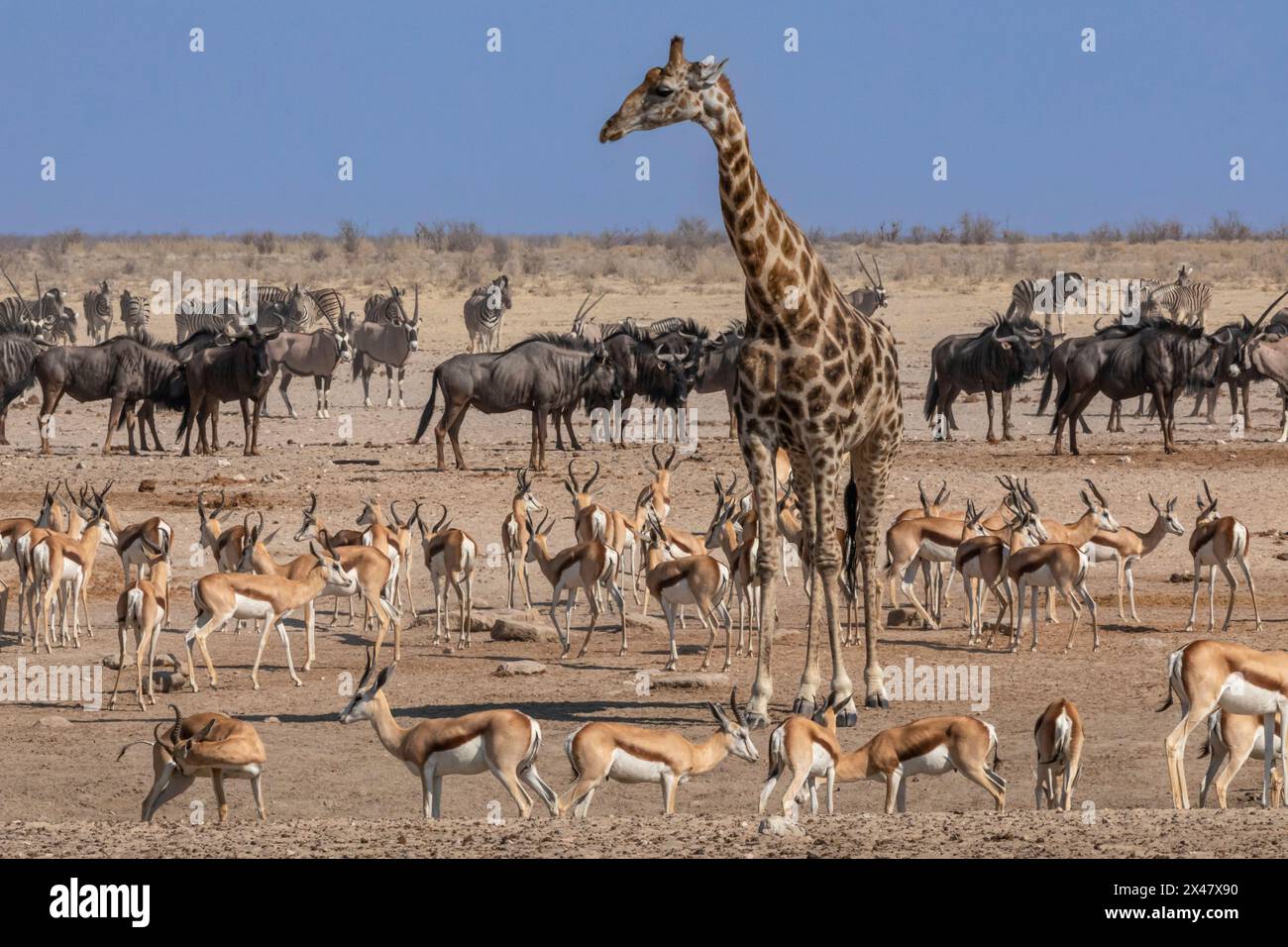 Faune au point d'eau, parc national d'Etosha, Namibie Banque D'Images