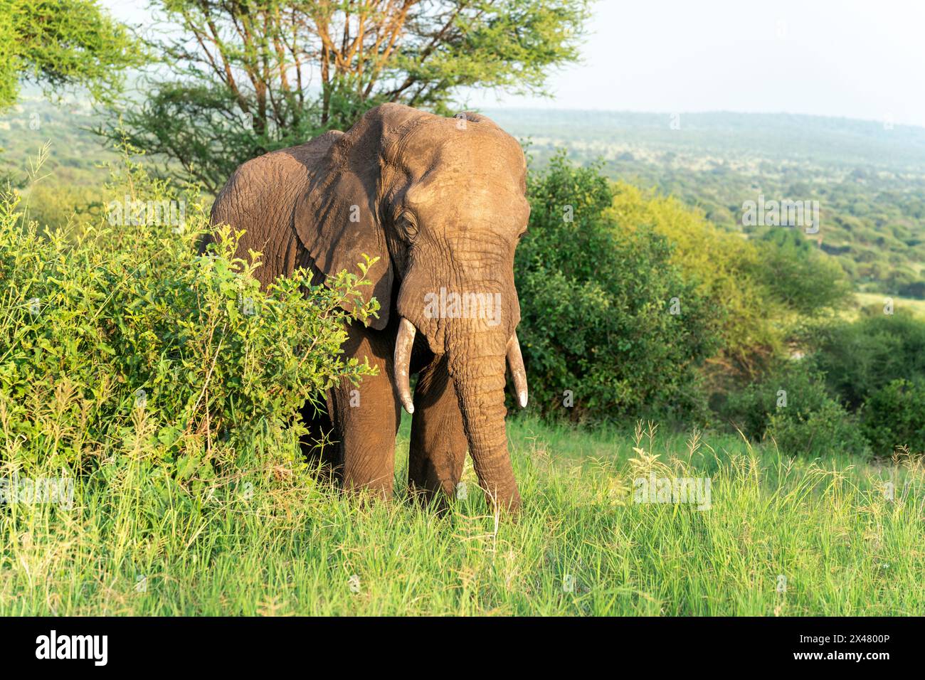 Afrique, Tanzanie, éléphant de brousse africain. Portrait d'un gros éléphant taureau. Banque D'Images