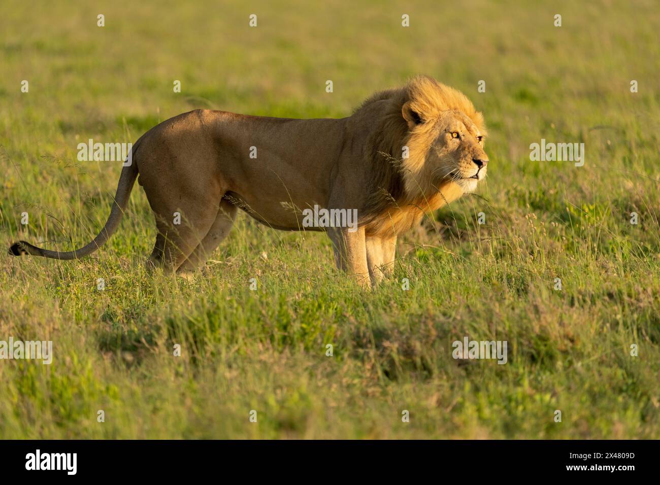 Afrique, Tanzanie. Portrait d'un lion mâle debout dans l'herbe courte. Banque D'Images