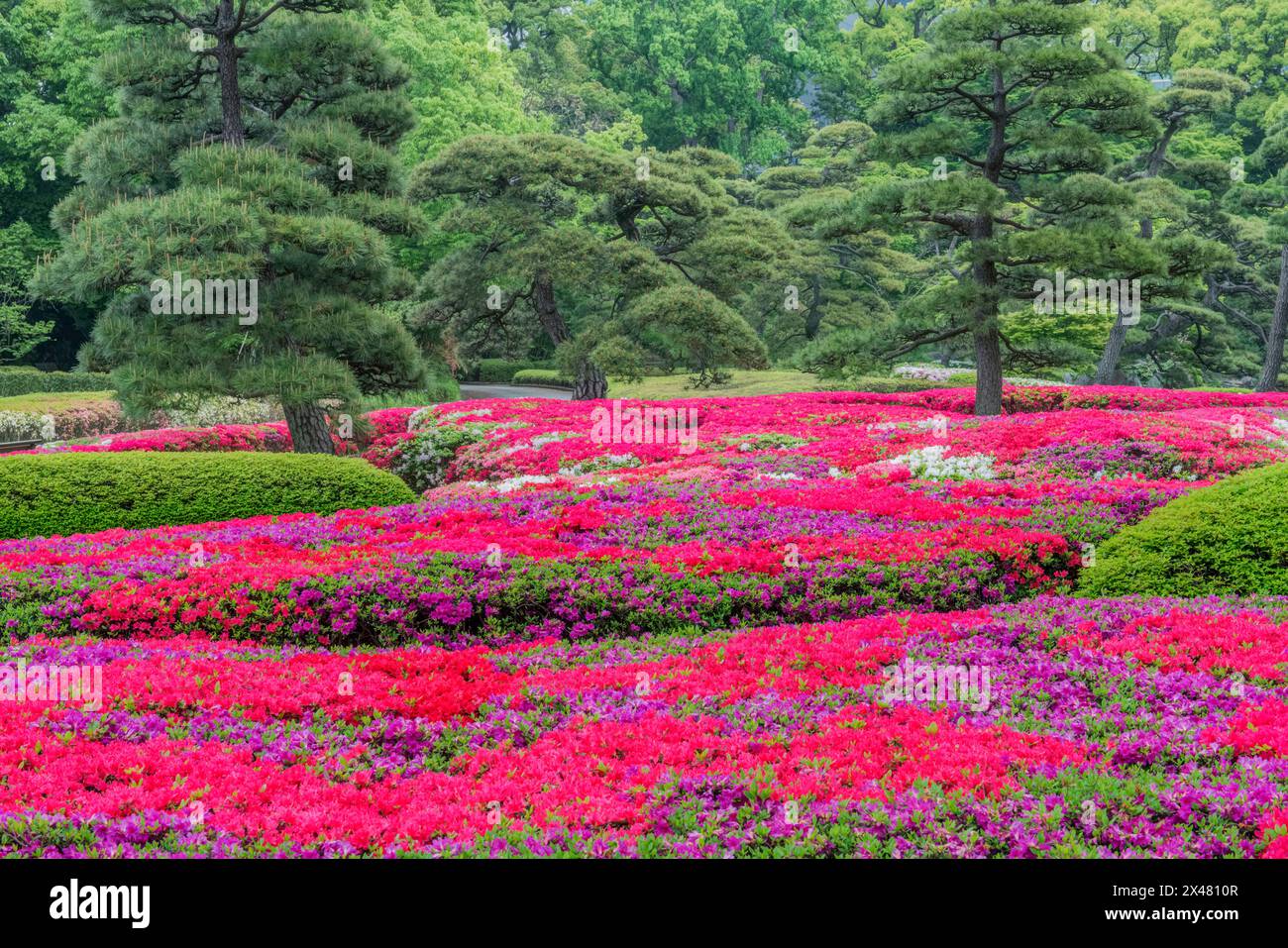 Japon, Tokyo. Imperial Palace East Garden, jardin azalée Banque D'Images