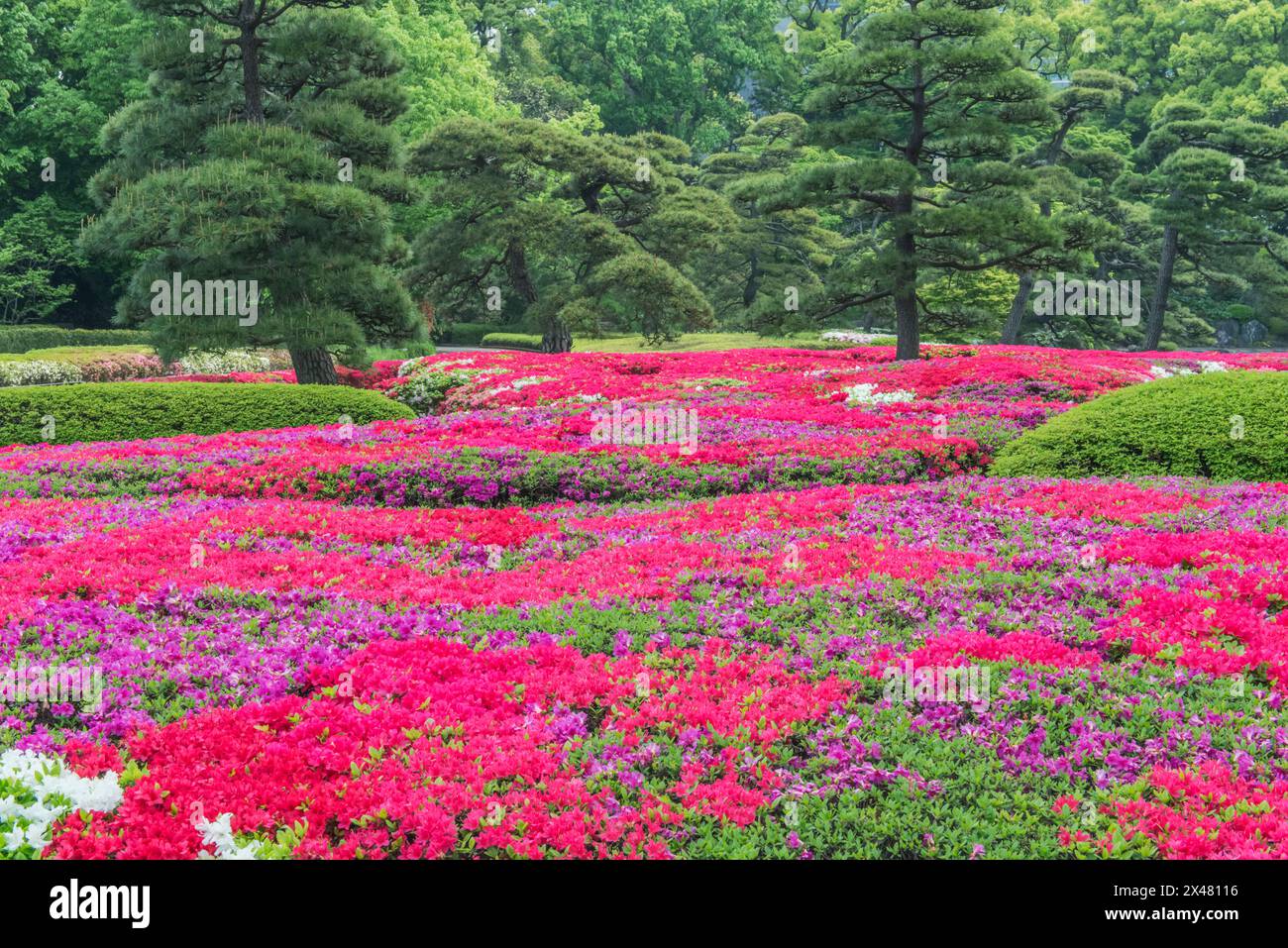 Japon, Tokyo. Imperial Palace East Garden, jardin azalée Banque D'Images