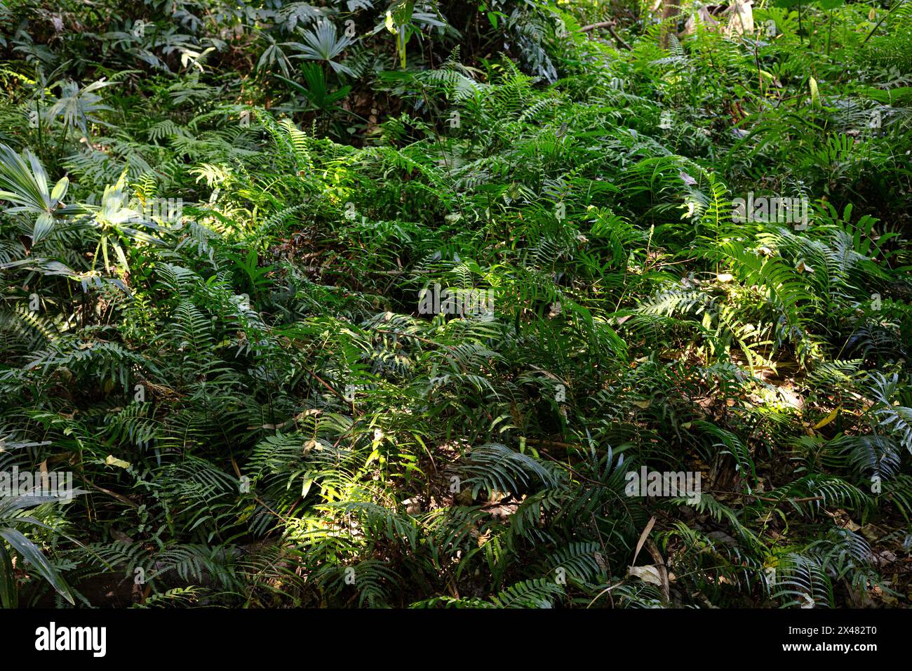 La toile de fond naturelle du feuillage frais. Envahie par les feuilles de fougère verte profondément dans les bois par une journée d'été ensoleillée. Banque D'Images