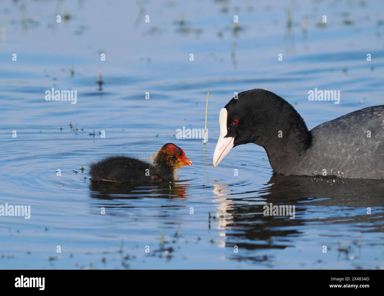 Coot avec des jeunes dont les poussins sont chauves, donc - aussi chauve qu'un Coot ! Banque D'Images