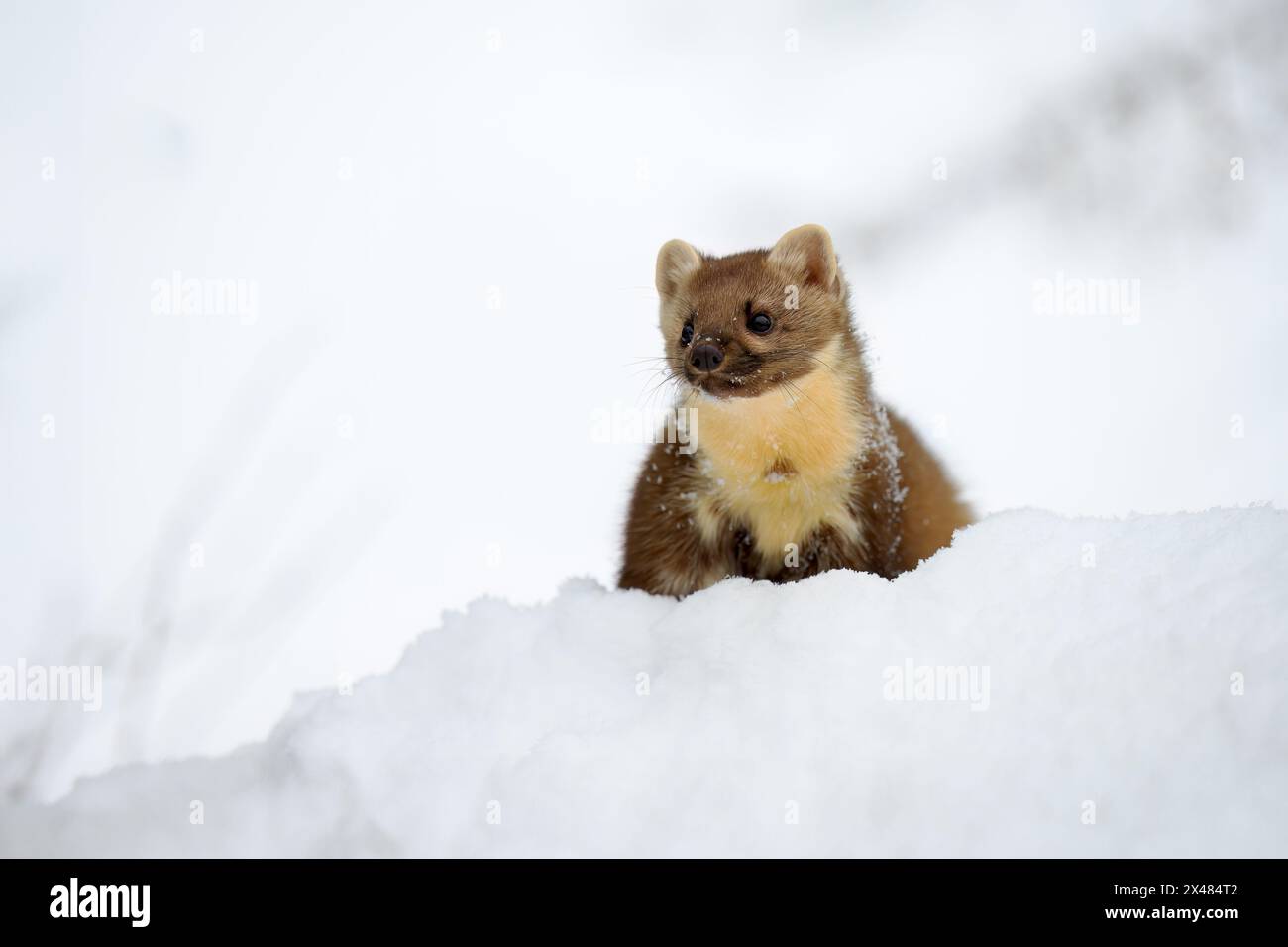 La martre joue dans la neige sur le toit de la maison. Banque D'Images
