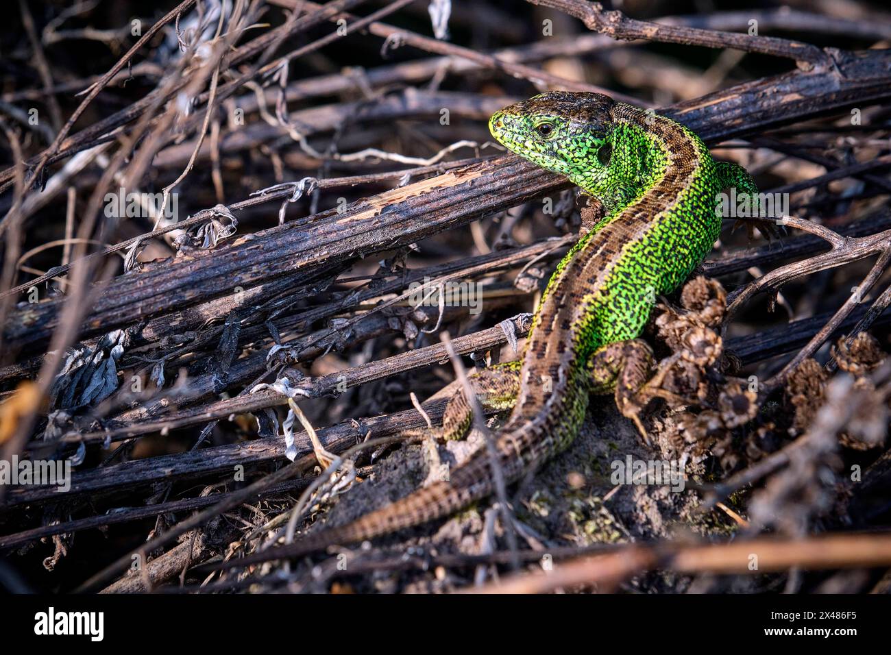 Zauneidechse Lacerta agilis . Zauneidechse Lacerta agilis . 20240430MIC0276 *** lézard de sable Lacerta agilis lézard de sable Lacerta agilis 20240430MIC0276 Banque D'Images