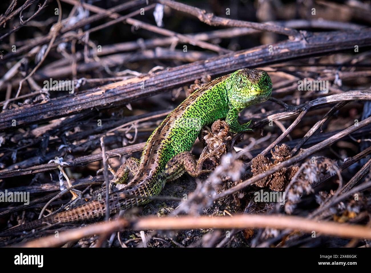 Zauneidechse Lacerta agilis . Zauneidechse Lacerta agilis . 20240430MIC0259 *** lézard de sable Lacerta agilis lézard de sable Lacerta agilis 20240430MIC0259 Banque D'Images