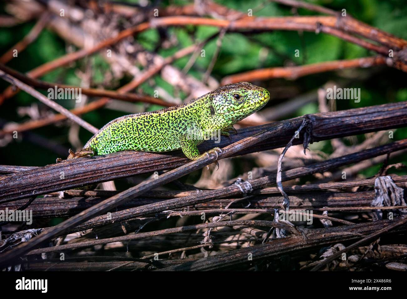 Zauneidechse Lacerta agilis . Zauneidechse Lacerta agilis . 20240430MIC0155 *** lézard de sable Lacerta agilis lézard de sable Lacerta agilis 20240430MIC0155 Banque D'Images