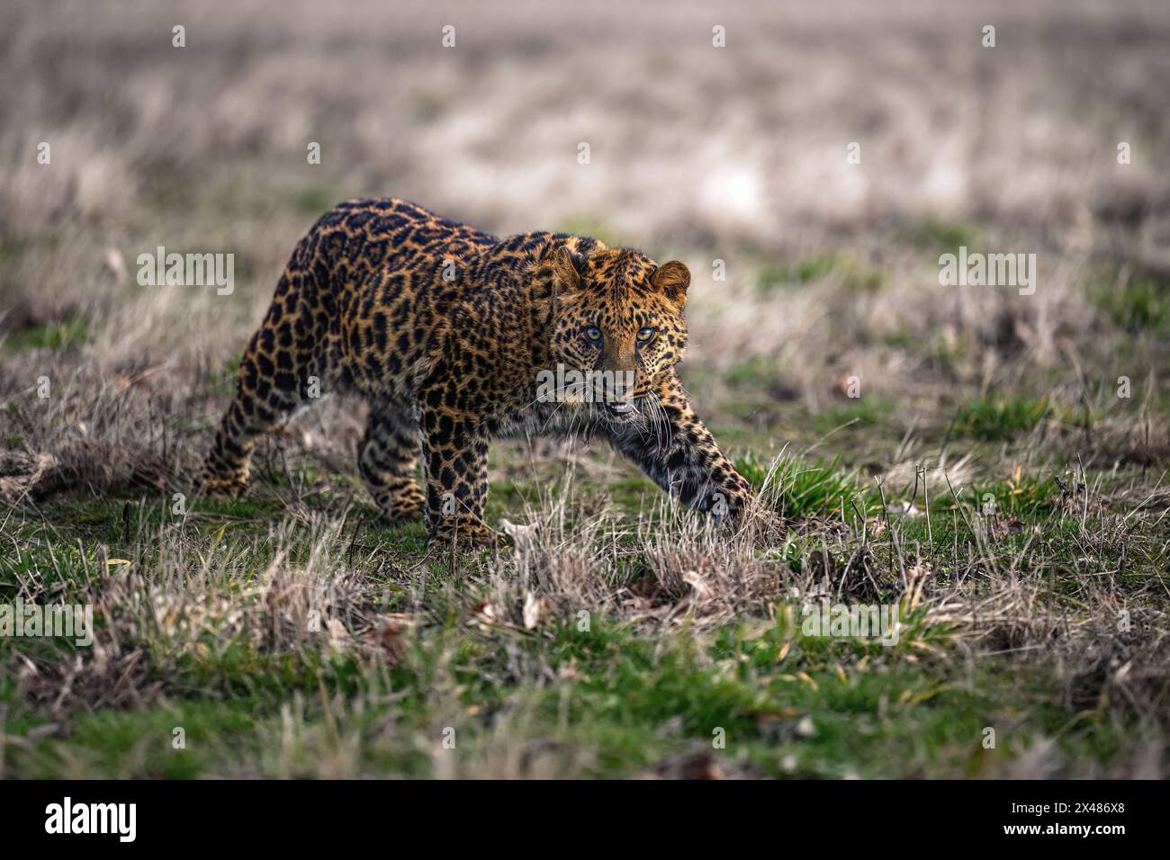 Un cub en léopard tacheté se trouve et observe les environs. Banque D'Images